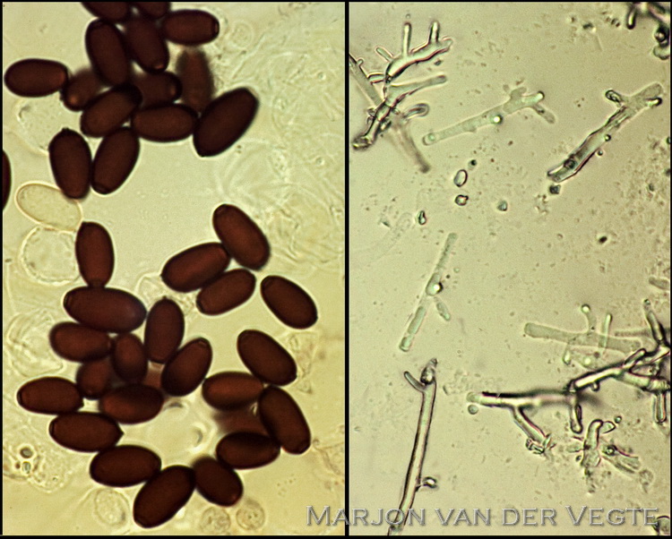 Withaarinktzwam - Coprinopsis xenobia